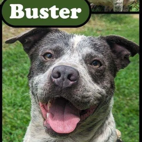 Buster thumbnail 2