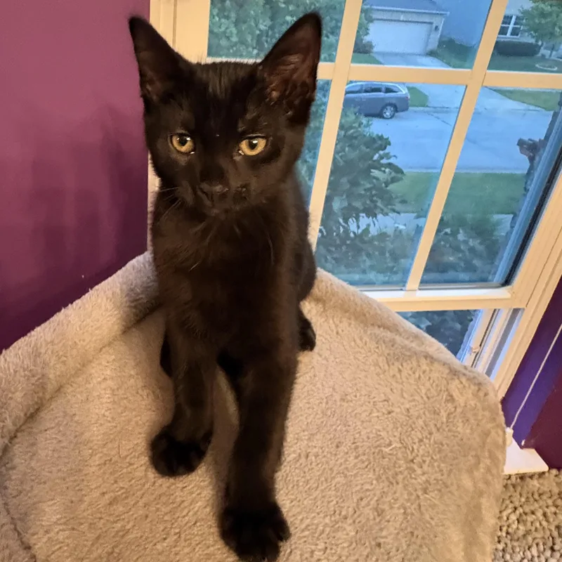 A baby small-sized female Black Domestic Short Hair cat named Nocturne for adoption in Indianapolis, IN