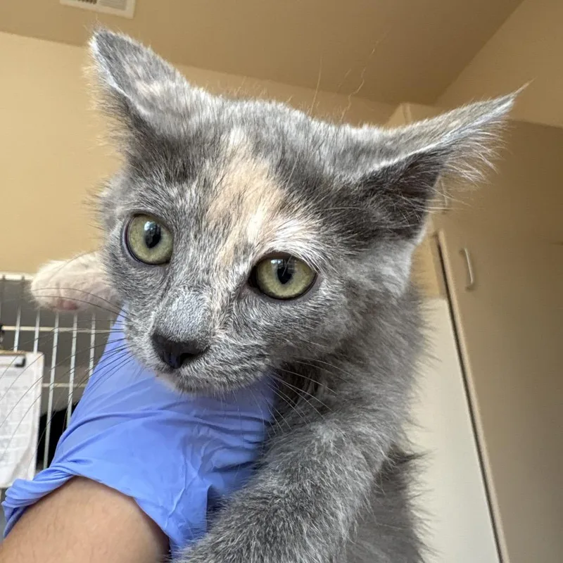 A baby small-sized female Calico Domestic Short Hair cat named Symphony for adoption in Kanab, UT