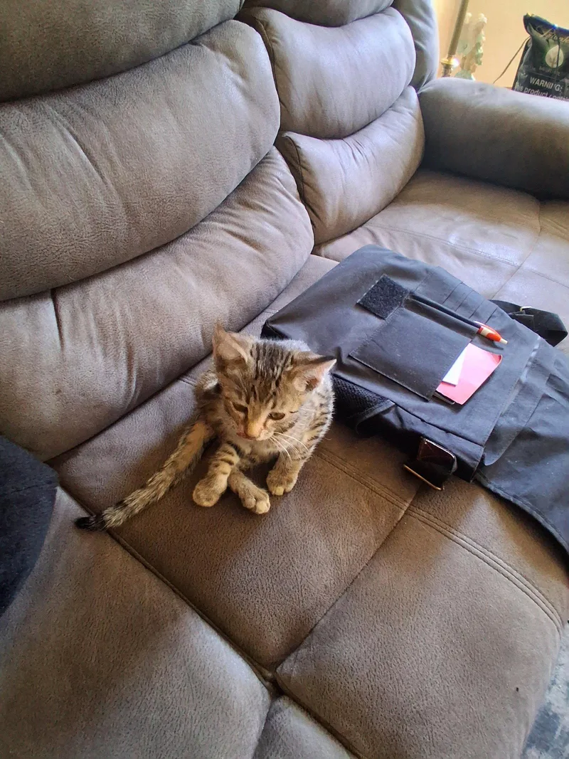 A young small-sized male Domestic Short Hair cat named C Litter Lil Abner for adoption in Livonia, MI