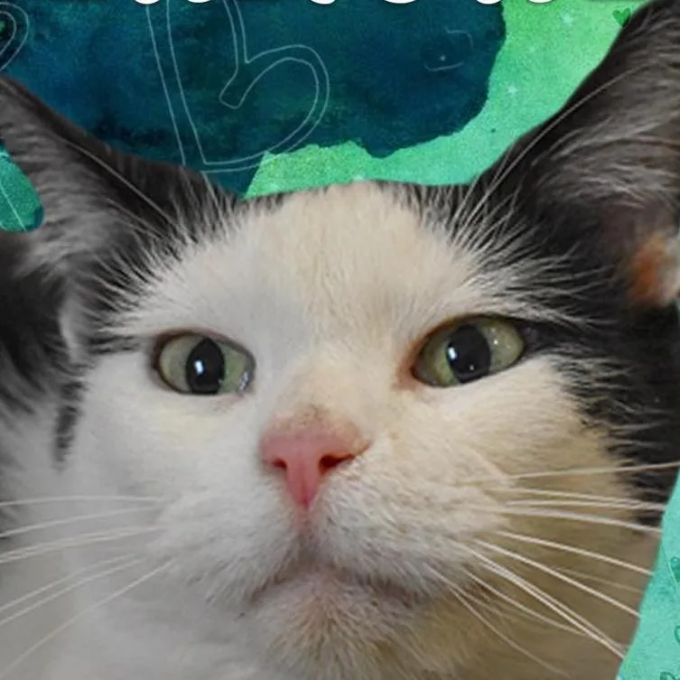 Annie thumbnail 4
