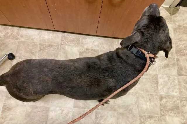 An adult extra large-sized male Black Mixed Breed dog named Mudslide for adoption in Cincinnati, OH