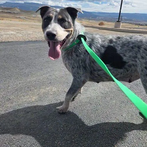 An adult medium-sized female Tricolor (Brown, Black, & White) Cattle Dog dog named Juno for adoption in Grand Junction, CO