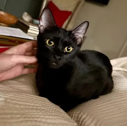 A young small-sized male Black Domestic Short Hair cat named Jasper for adoption in Atlanta, GA