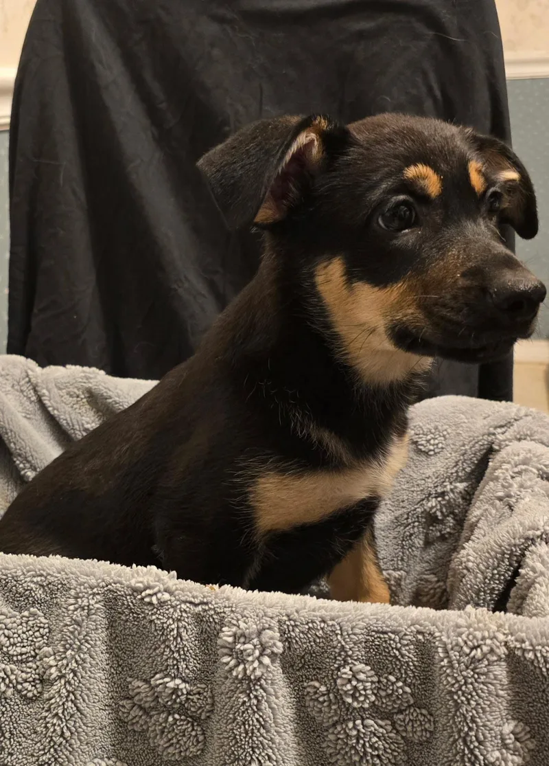 A baby small-sized female Black German Shepherd Dog dog named Pearl for adoption in Bloomsdale, MO