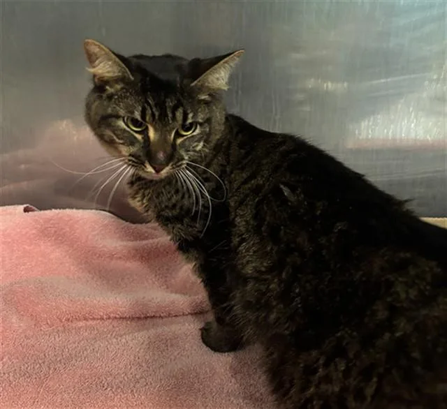 A young small-sized female Domestic Long Hair cat named Tigger for adoption in Newton, NC