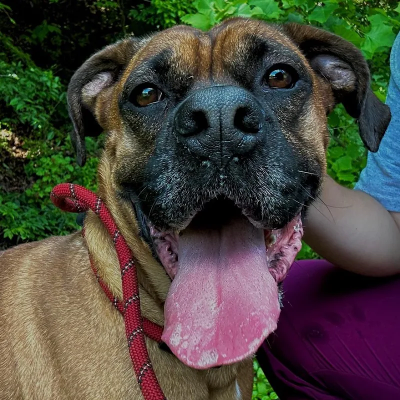 Grizwald thumbnail 2