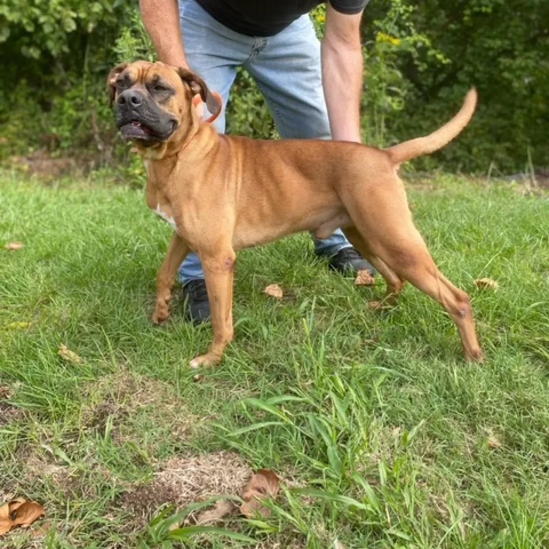 Grizwald thumbnail 3