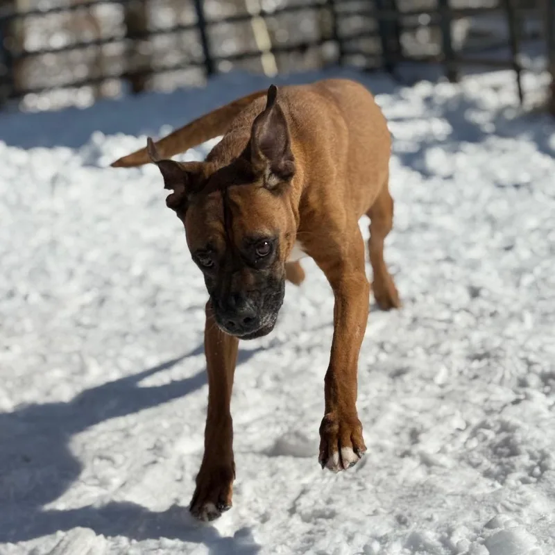 Grizwald thumbnail 4