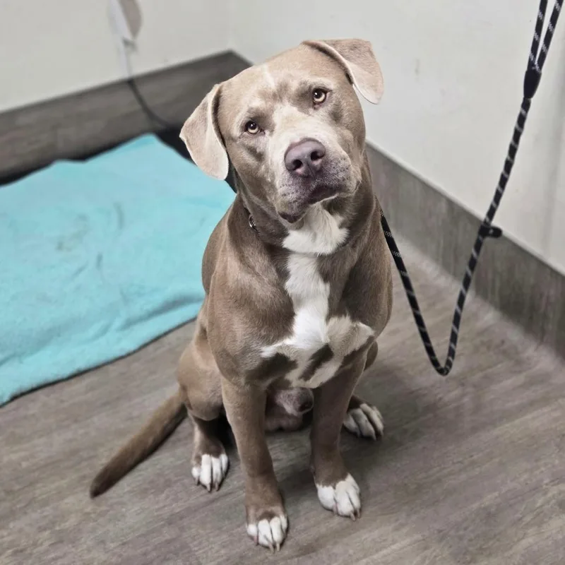 An adult large-sized male Sable Pit Bull Terrier dog named Duggy for adoption in Pasadena, CA