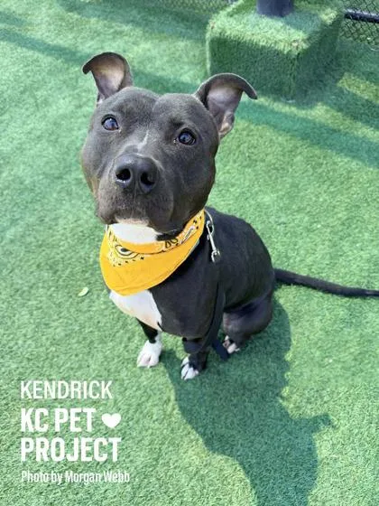 An adult large-sized male Black Pit Bull Terrier dog named Kendrick for adoption in Kansas City, MO