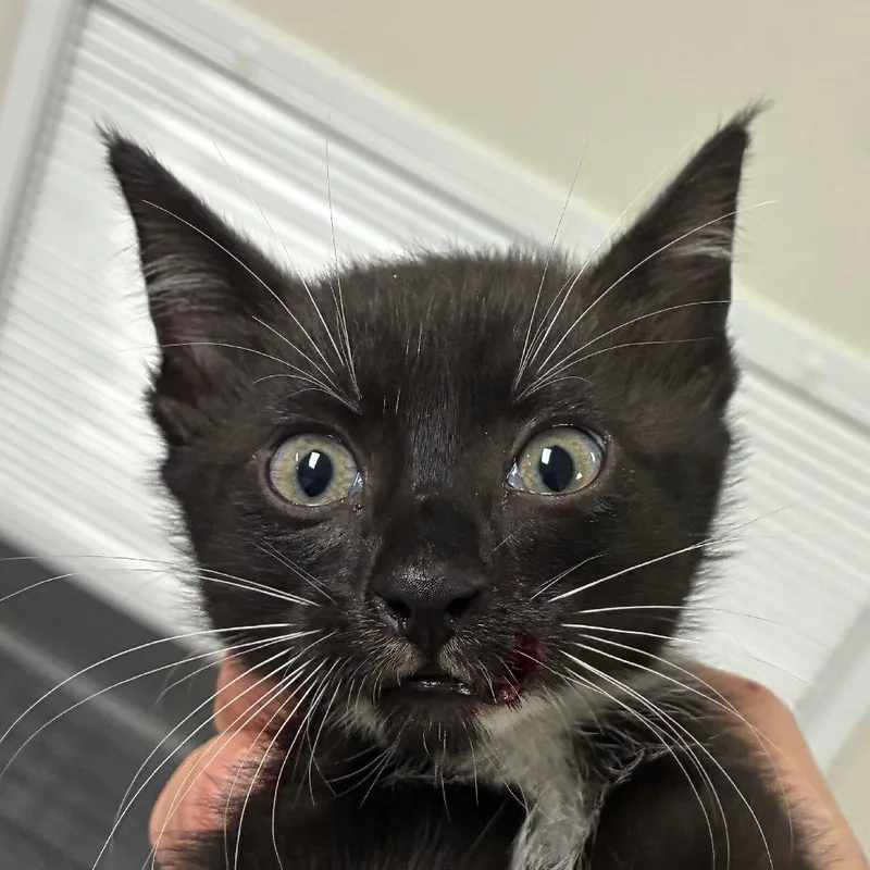 A baby small-sized female Black Domestic Short Hair cat named Cora for adoption in Bronson, FL