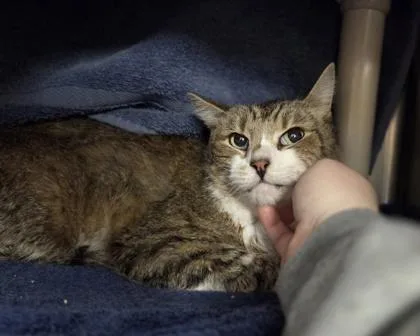 An adult medium-sized male Domestic Short Hair cat named Jr for adoption in Westland, MI