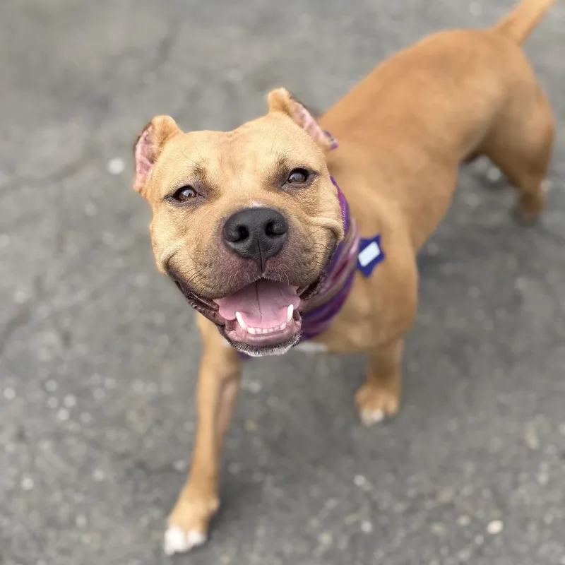 An adult medium-sized male Yellow / Tan / Blond / Fawn Mixed Breed dog named Broccoli for adoption in San Francisco, CA