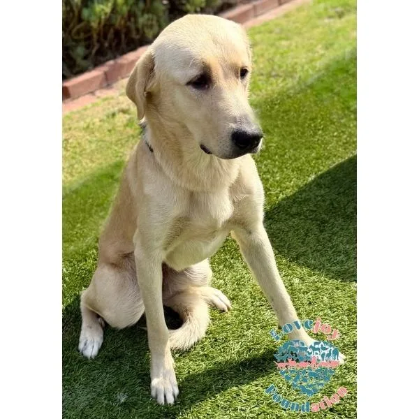 A young large-sized female Yellow / Tan / Blond / Fawn Labrador Retriever dog named Moon Rb for adoption in Inglewood, CA
