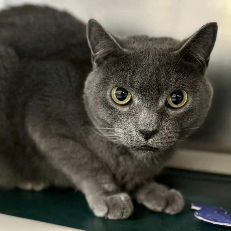 An adult medium-sized male Gray / Blue / Silver Domestic Short Hair cat named Turnip for adoption in Jackson, NJ
