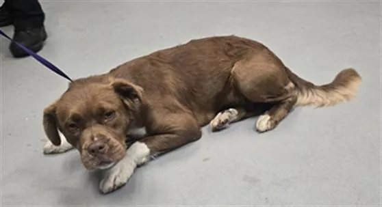 A young medium-sized female Pit Bull Terrier dog named A for adoption in Fayetteville, NC
