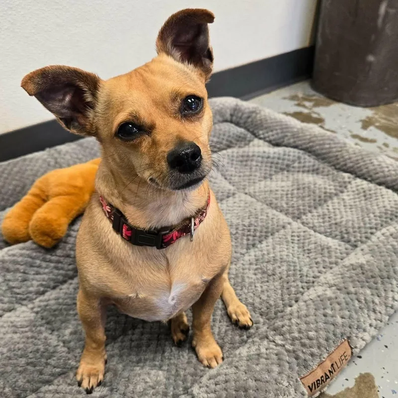 An adult small-sized female Golden Chihuahua dog named Bella for adoption in Martinsville, IN