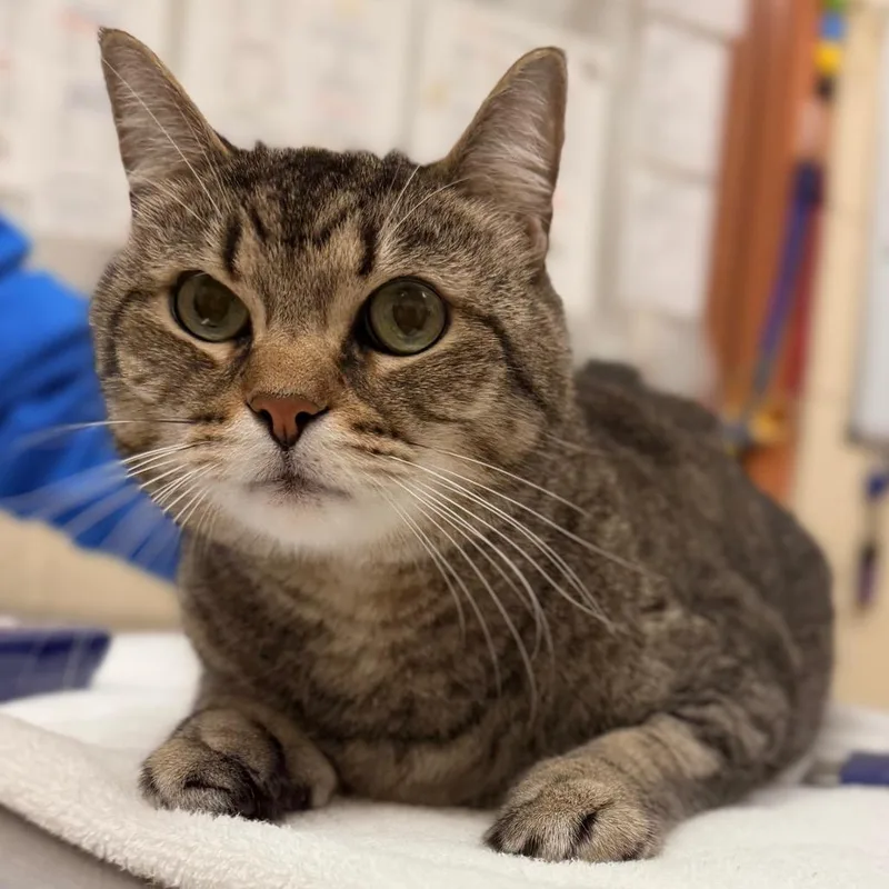An adult large-sized male Brown / Chocolate Domestic Short Hair cat named Poseidon for adoption in Springfield, MA