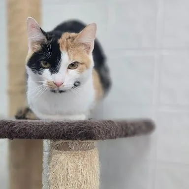 A young small-sized female American Shorthair cat named Faline for adoption in Danbury, CT