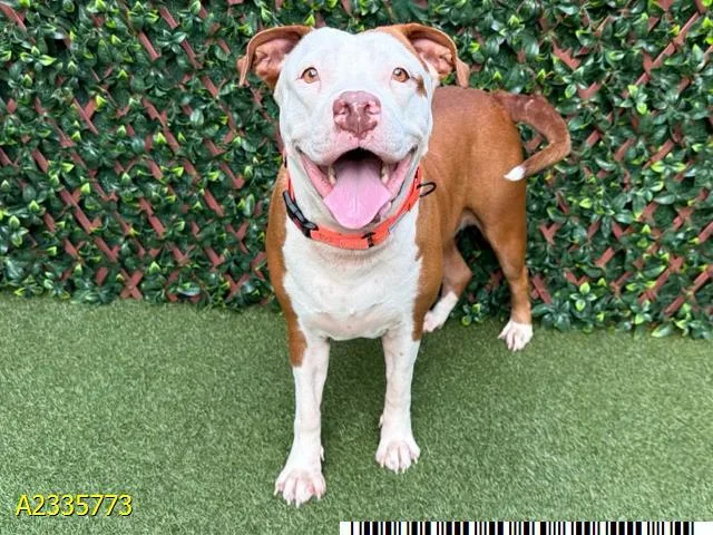 A young medium-sized female Mixed Breed dog named Joanie for adoption in West Palm Beach, FL