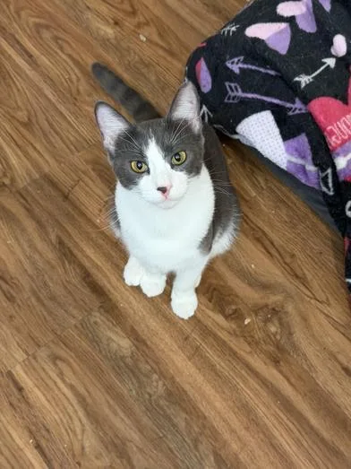 A young medium-sized female Gray & White Domestic Short Hair cat named Pumpkin Spice for adoption in Liverpool, TX