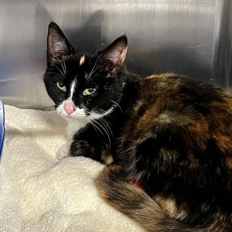 An adult small-sized female Domestic Short Hair cat named Golda for adoption in Cumming, GA
