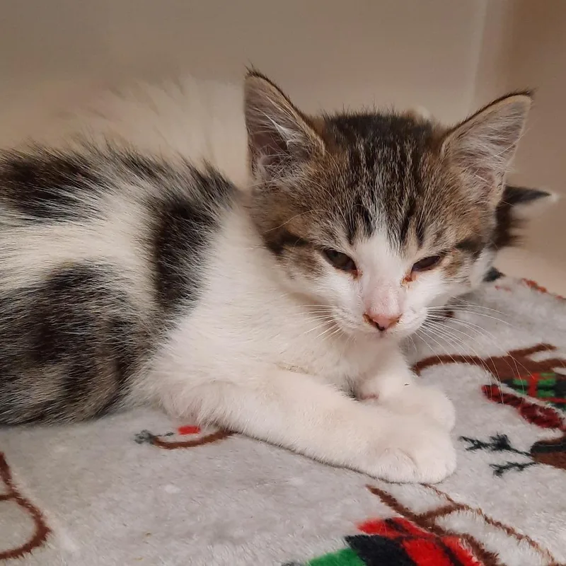 A baby small-sized male White Domestic Short Hair cat named Lime for adoption in Watertown, NY