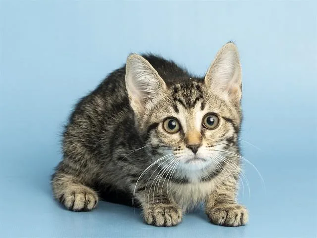 A baby small-sized female Domestic Short Hair cat named Lizzie for adoption in Phoenix, AZ