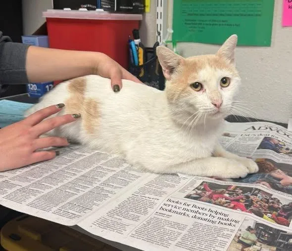 An adult medium-sized male American Bobtail cat named C for adoption in Sorrento, LA