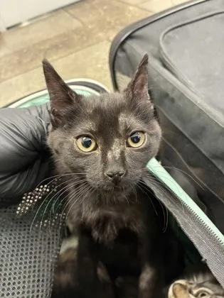 A baby small-sized female Domestic Short Hair cat named Lagheera for adoption in Sacramento, CA