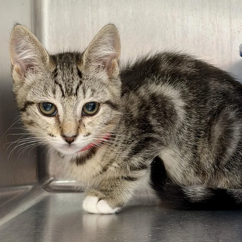 A baby small-sized female Brown / Chocolate Domestic Short Hair cat named Ernestina for adoption in Oakland, CA