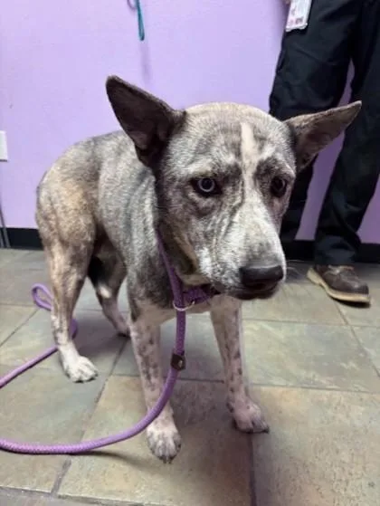 An adult large-sized female Gray / Blue / Silver Mixed Breed dog named Peanut for adoption in El Paso, TX