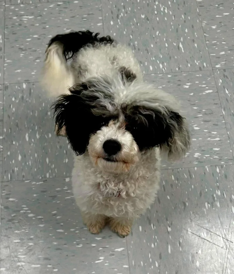 A baby small-sized male Harlequin Poodle (Toy) dog named Zorro for adoption in New Philadelphia, OH