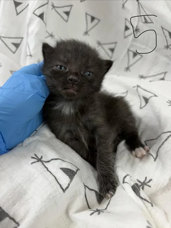 A young small-sized male Domestic Short Hair cat named Autumn Leaves for adoption in Morristown, TN