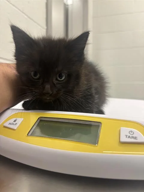 A baby small-sized male Domestic Short Hair cat named Wemby for adoption in Indianapolis, IN