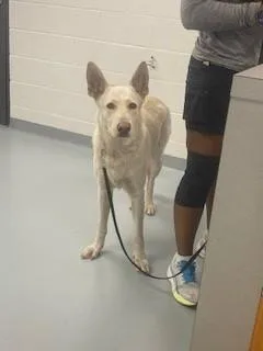 A young large-sized male German Shepherd Dog dog named Moro for adoption in Saint Cloud, FL
