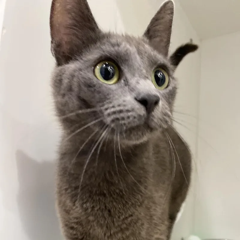 A young medium-sized female Gray / Blue / Silver Domestic Short Hair cat named Marlow for adoption in Elizabeth City, NC