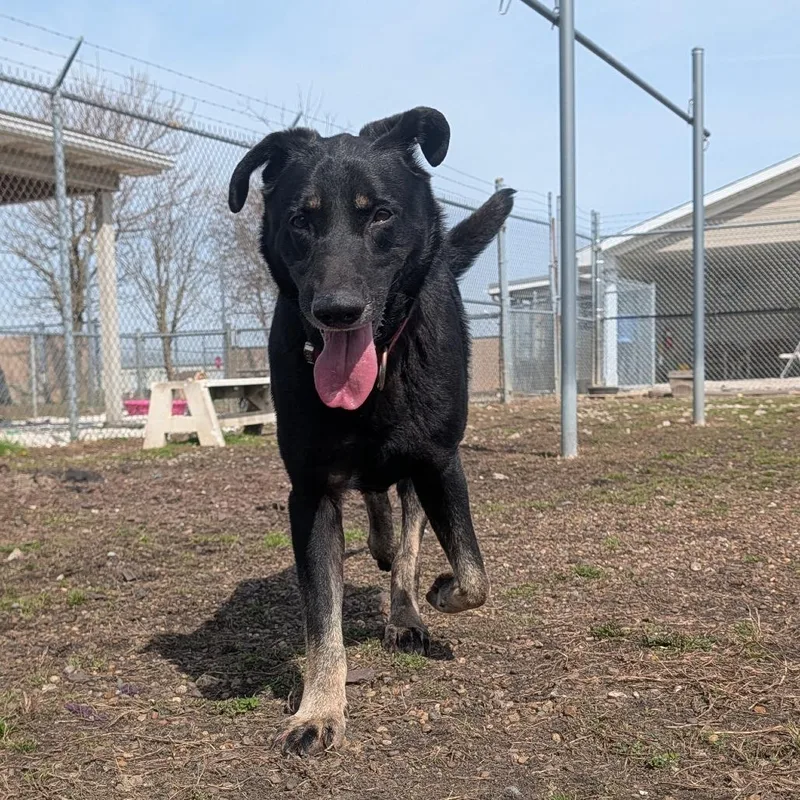 An adult medium-sized male Black Shepherd dog named Alphie for adoption in Jasper, IN