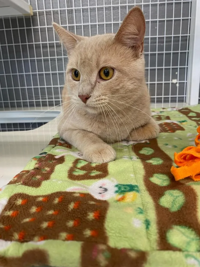 A young small-sized male Domestic Short Hair cat named Talon for adoption in Boone, IA