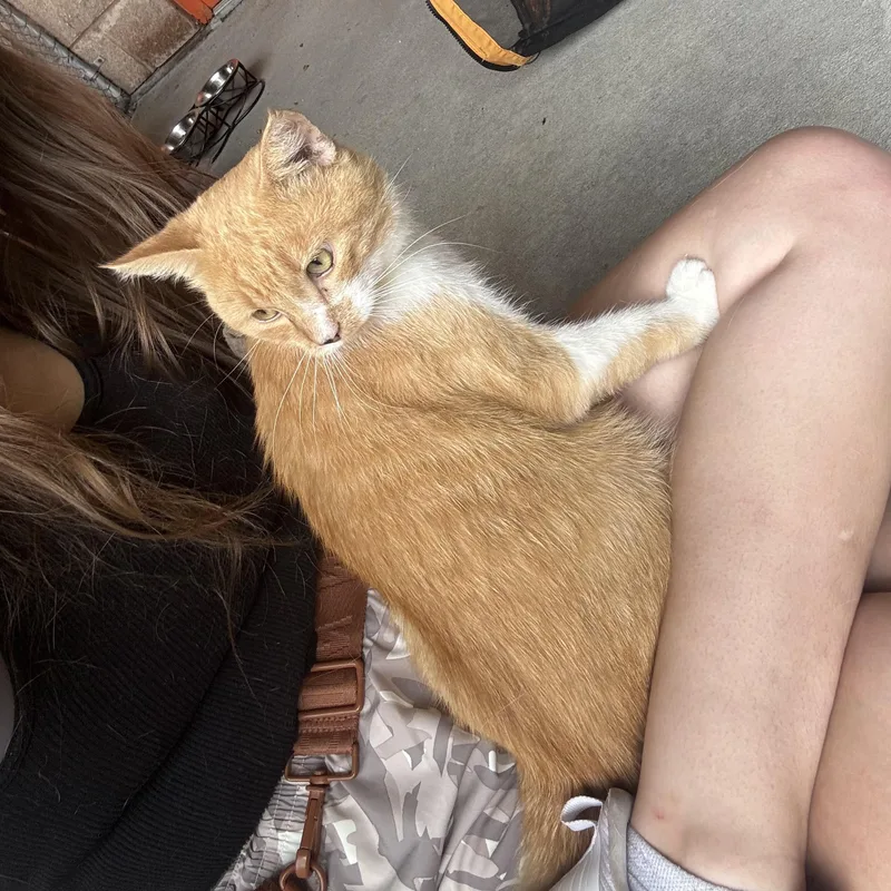 An adult medium-sized male Orange & White Domestic Short Hair cat named Jasper for adoption in Waynesburg, PA