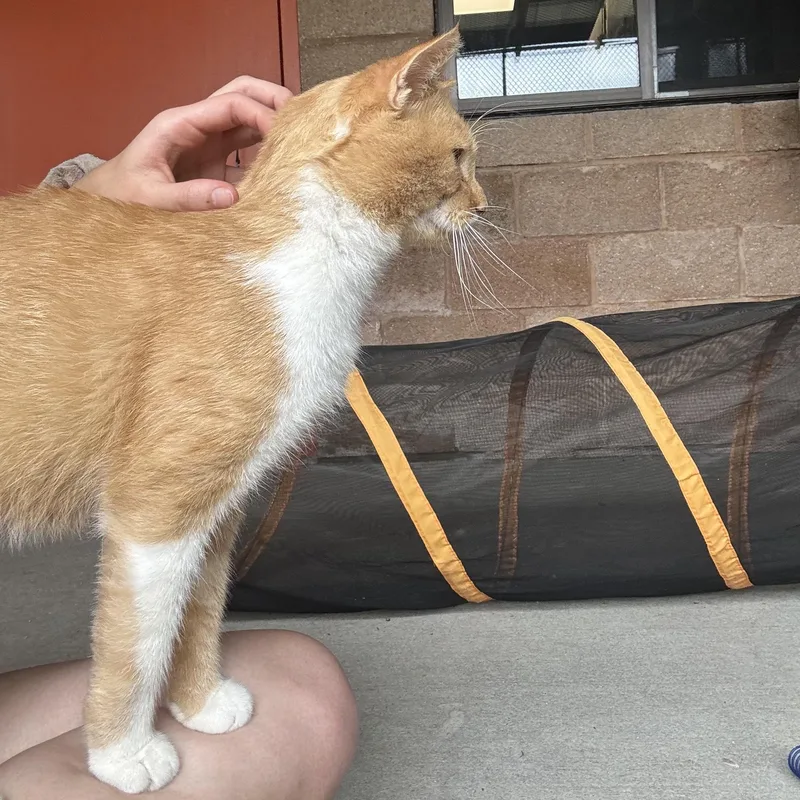 Jasper thumbnail 4