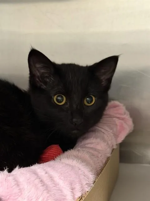 A baby small-sized male Domestic Short Hair cat named Toothless for adoption in Omaha, NE