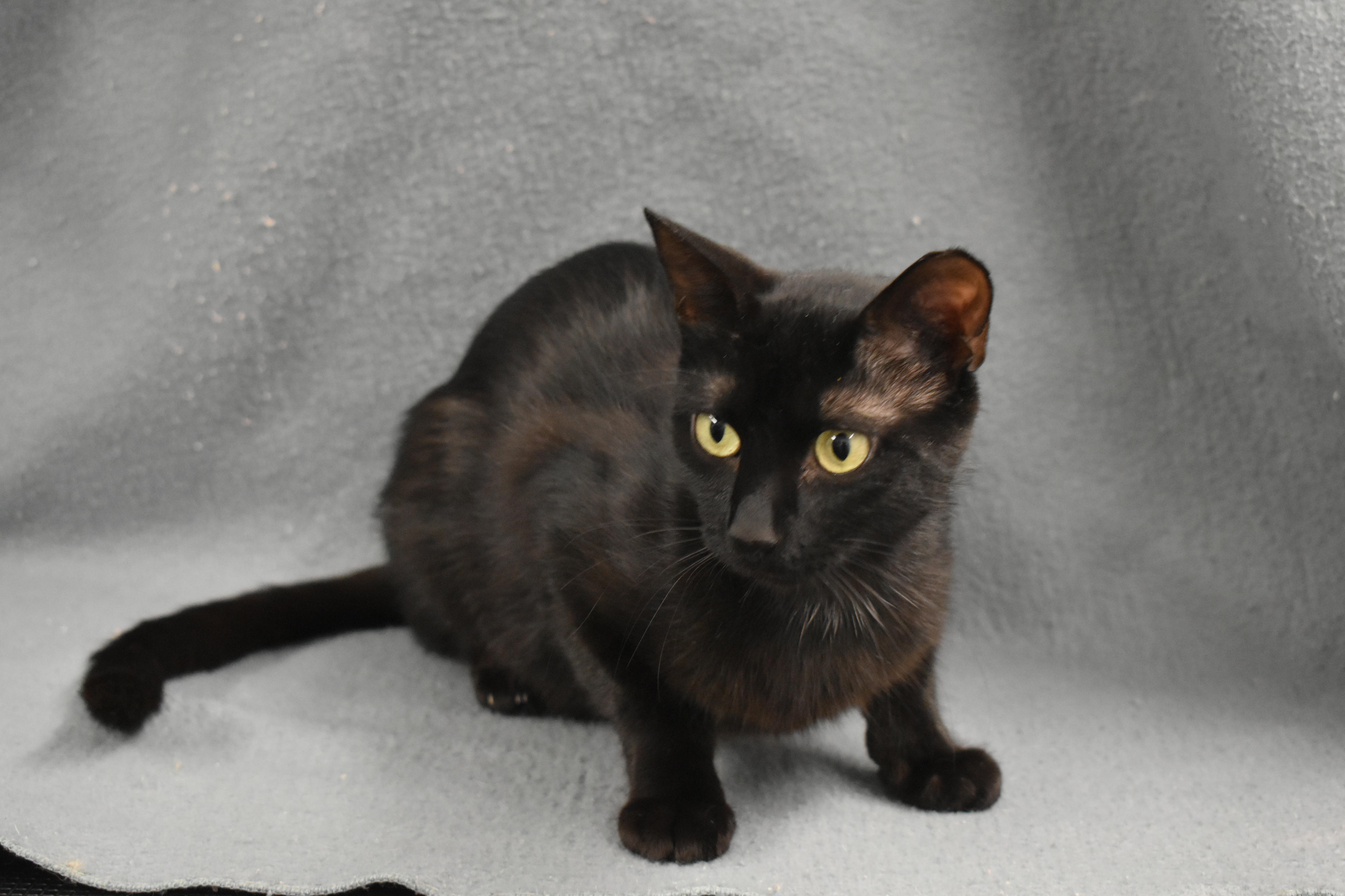 A young medium-sized female Domestic Short Hair cat named Eveden for adoption in Auburn, NE