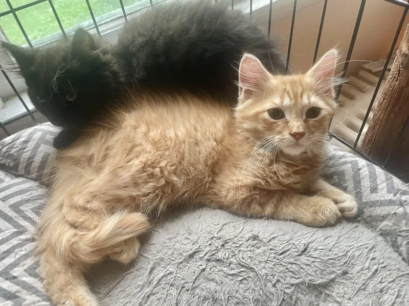 A baby small-sized male Maine Coon cat named Pumpkin for adoption in Troy, NY