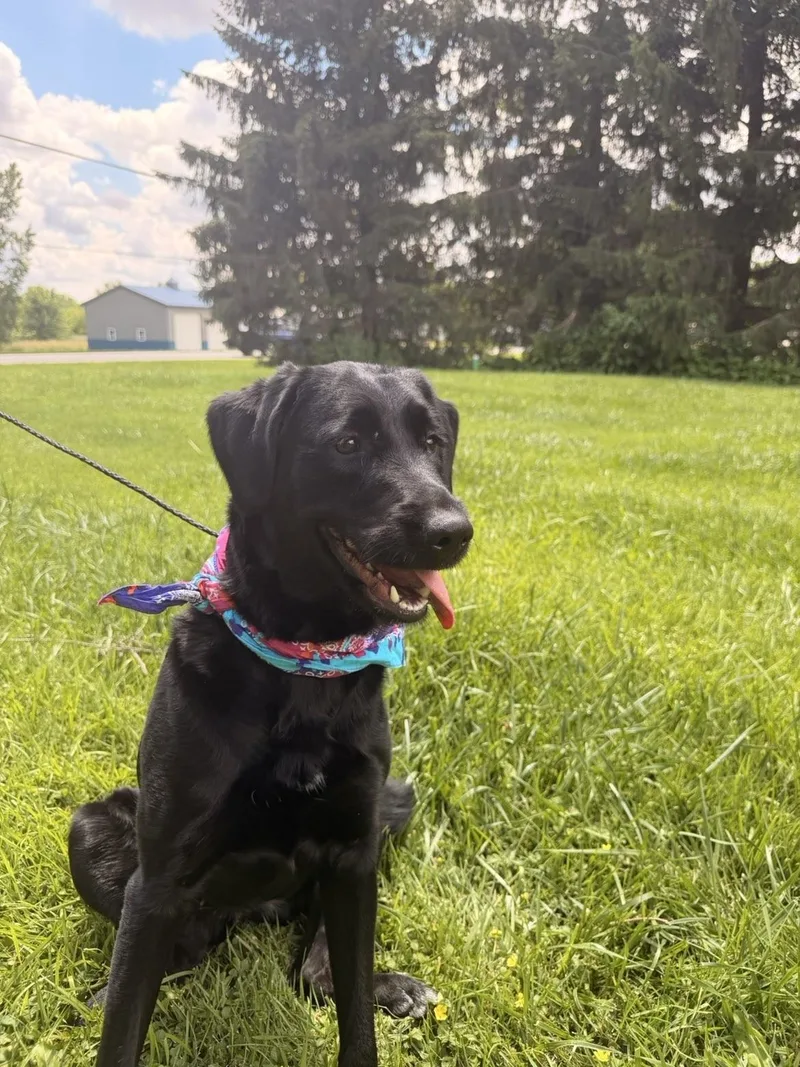 A young medium-sized female Black Labrador Retriever dog named Luna for adoption in Upper Sandusky, OH