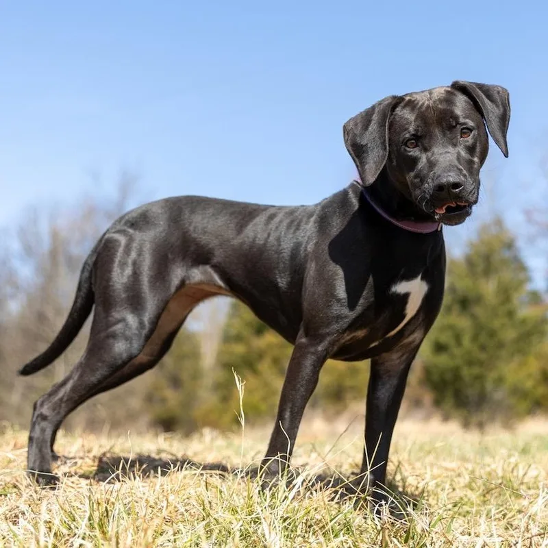 Sweet Pea thumbnail 3