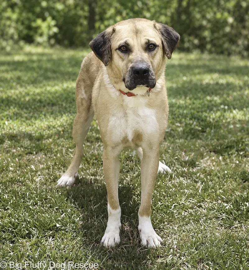 A young large-sized male Mastiff dog named Atari for adoption in Nashville, TN