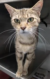 An adult medium-sized female Domestic Short Hair cat named Gypsy for adoption in Herndon, VA