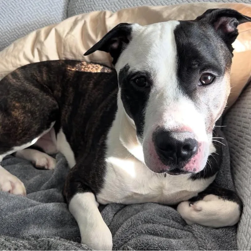 An adult large-sized male Black Mixed Breed dog named Bentley for adoption in Vassalboro, ME